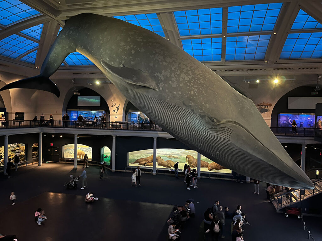 American museum of Natural History New York